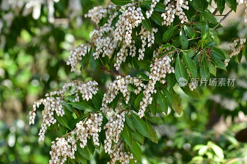 日本Pieris japonica /日本andromeda